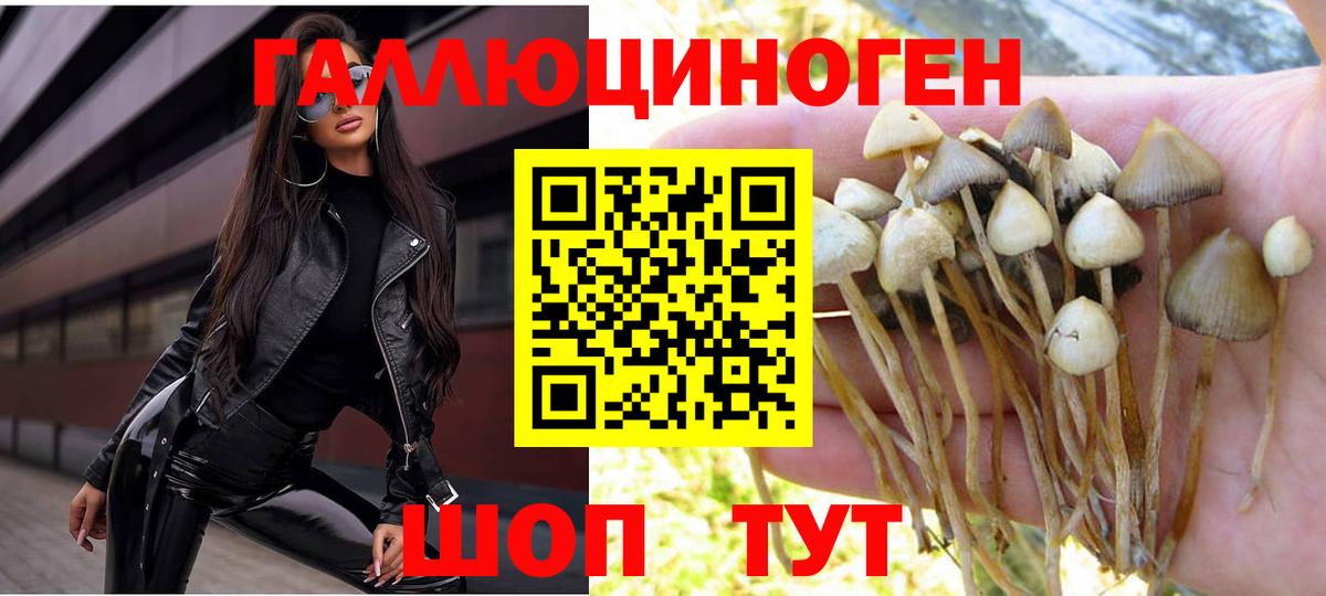 Псилоцибиновые грибы Cubensis Кириши